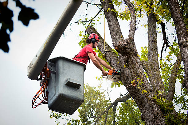 The Steps Involved in Our Tree Care Process in Marengo, IL